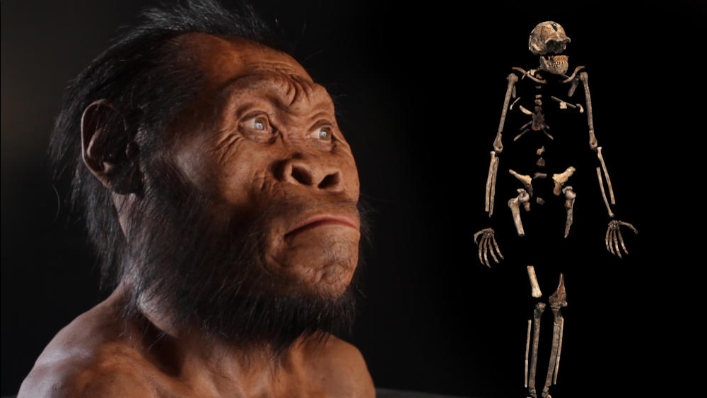New Human Ancestor Discovered Homo Naledi Exclusive Video