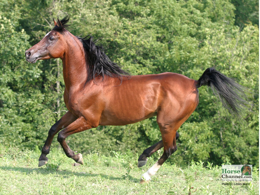 Arabian horse exterior stock image. Image of wild, nature - 171948685