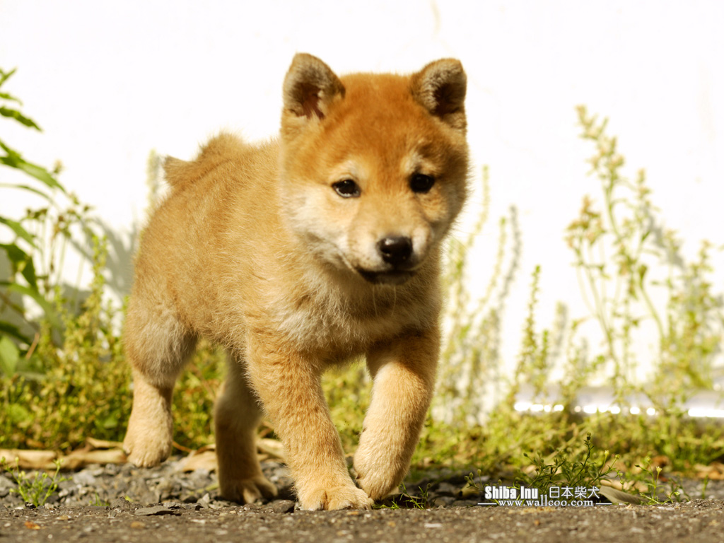 cute shiba inu puppy wallpaper