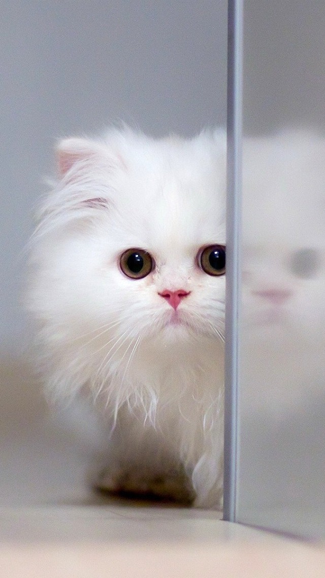 White Persian Cat Wallpaper iPhone