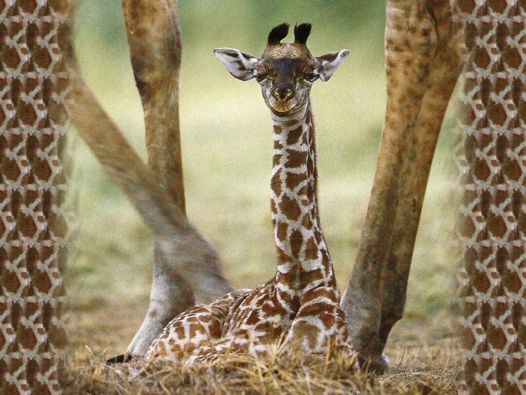 Baby Giraffe Wallpaper