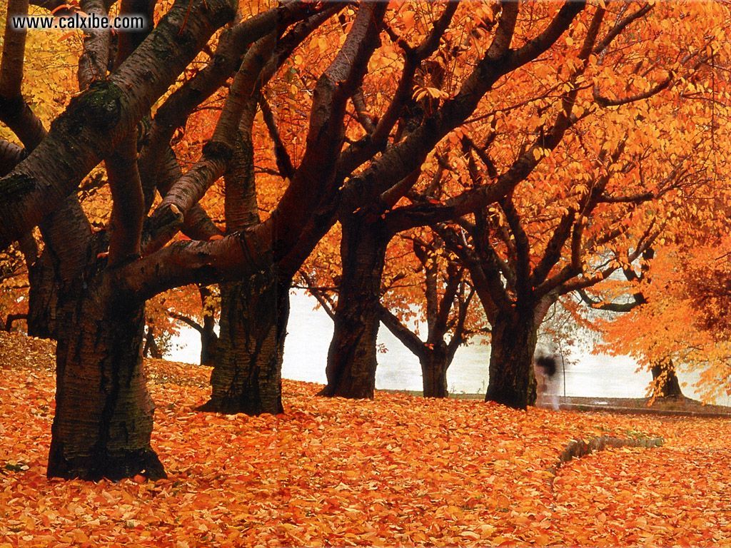 Nature Canada Ontario Toronto High Park Autumn Picture Nr