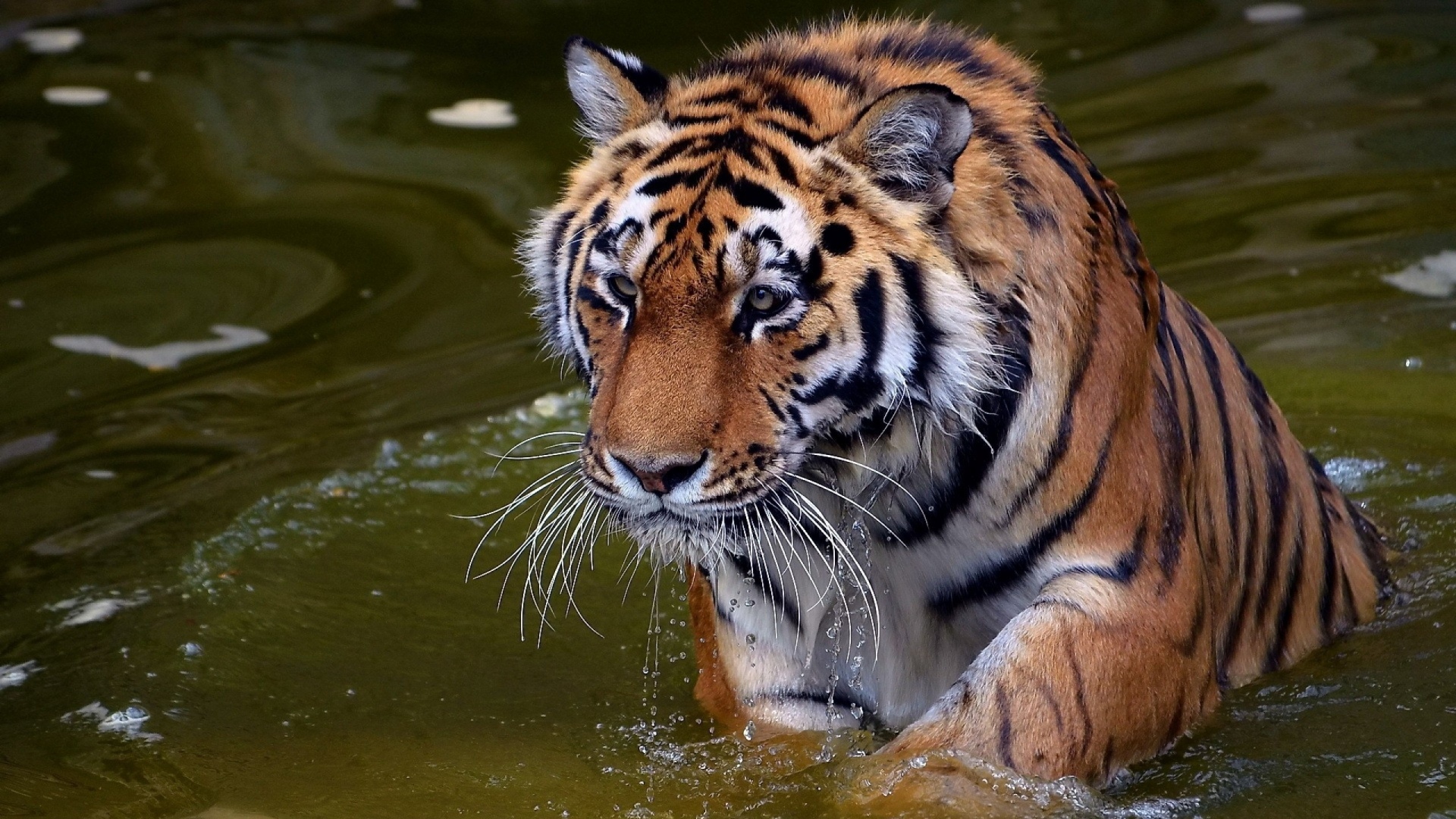  Tiger Face Predator Water Swim Wallpaper Background Full HD 1080p 1920x1080