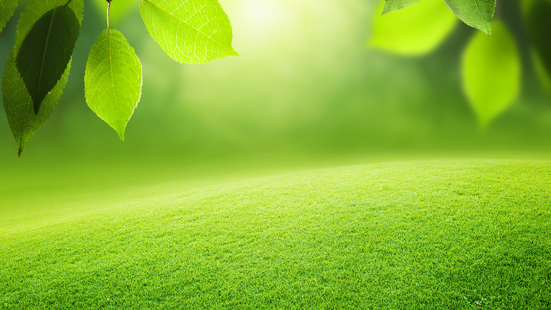 Lush green grass field with fresh leaves in the foreground, perfect for a nature-themed background