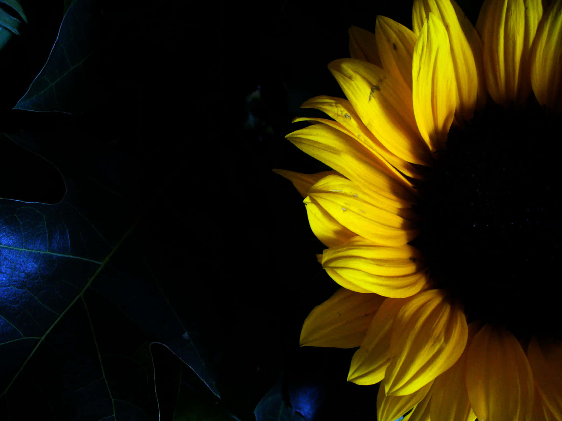 Dark Sunflower Wallpaper