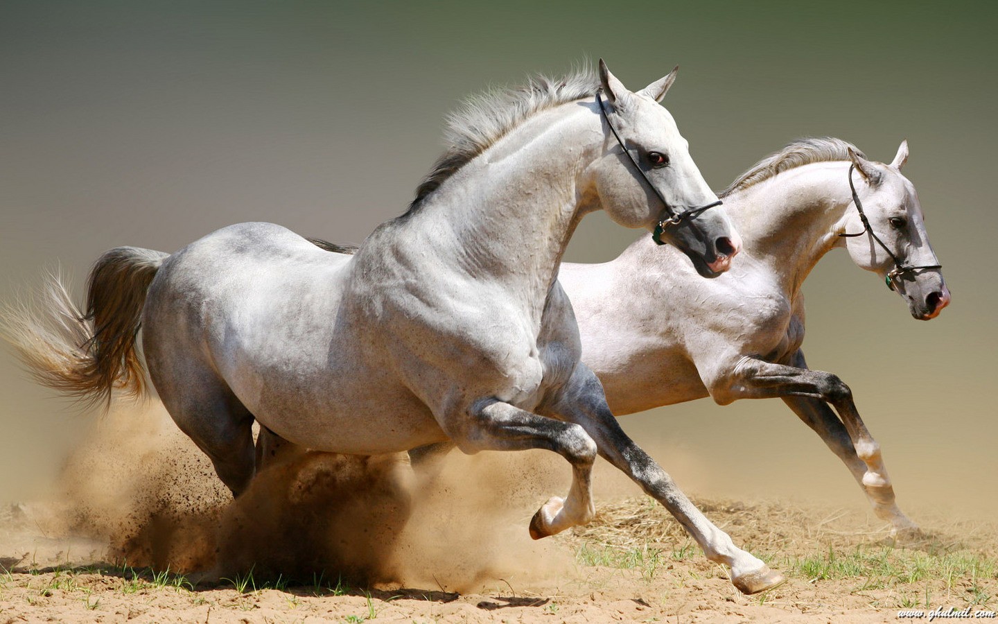 Wild Horses HD Wallpaper Check Out The