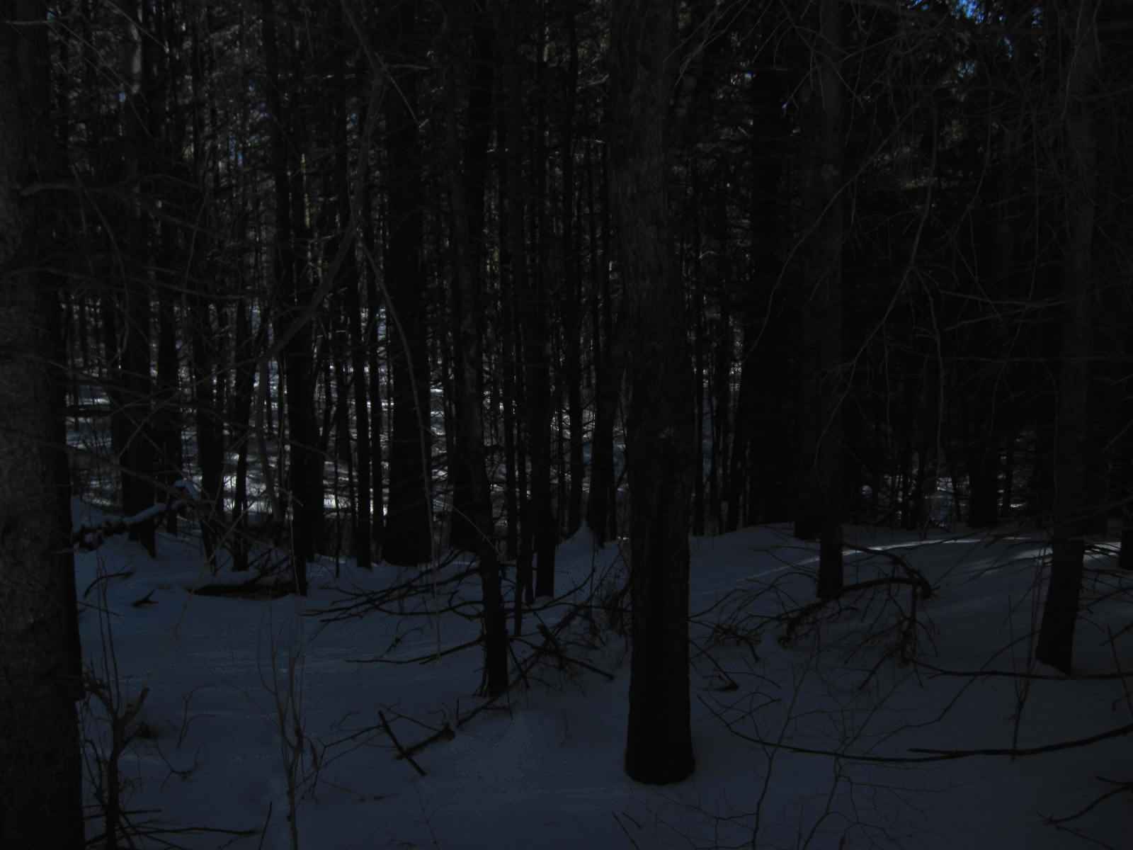 dark woods hd