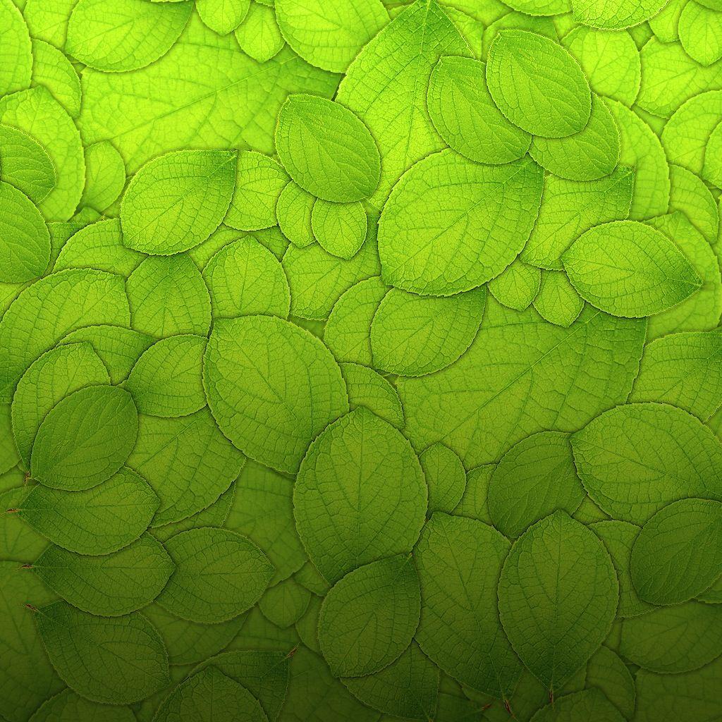 Green Leaves Wallpapers