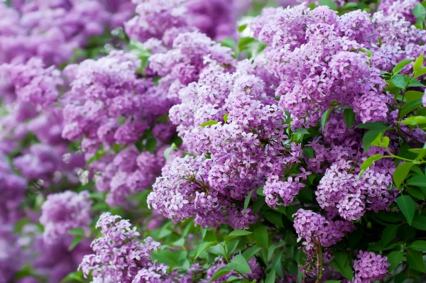 Grow These Fragrant Flowers For A Heavenly Smelling