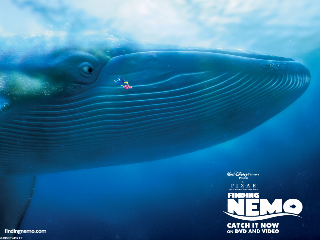 Finding Nemo Wallpaper And Image Pictures Photos