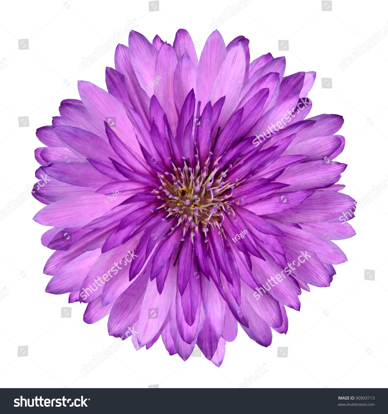 Cornflower Like Pink Purple Flower Isolated Stock Photo