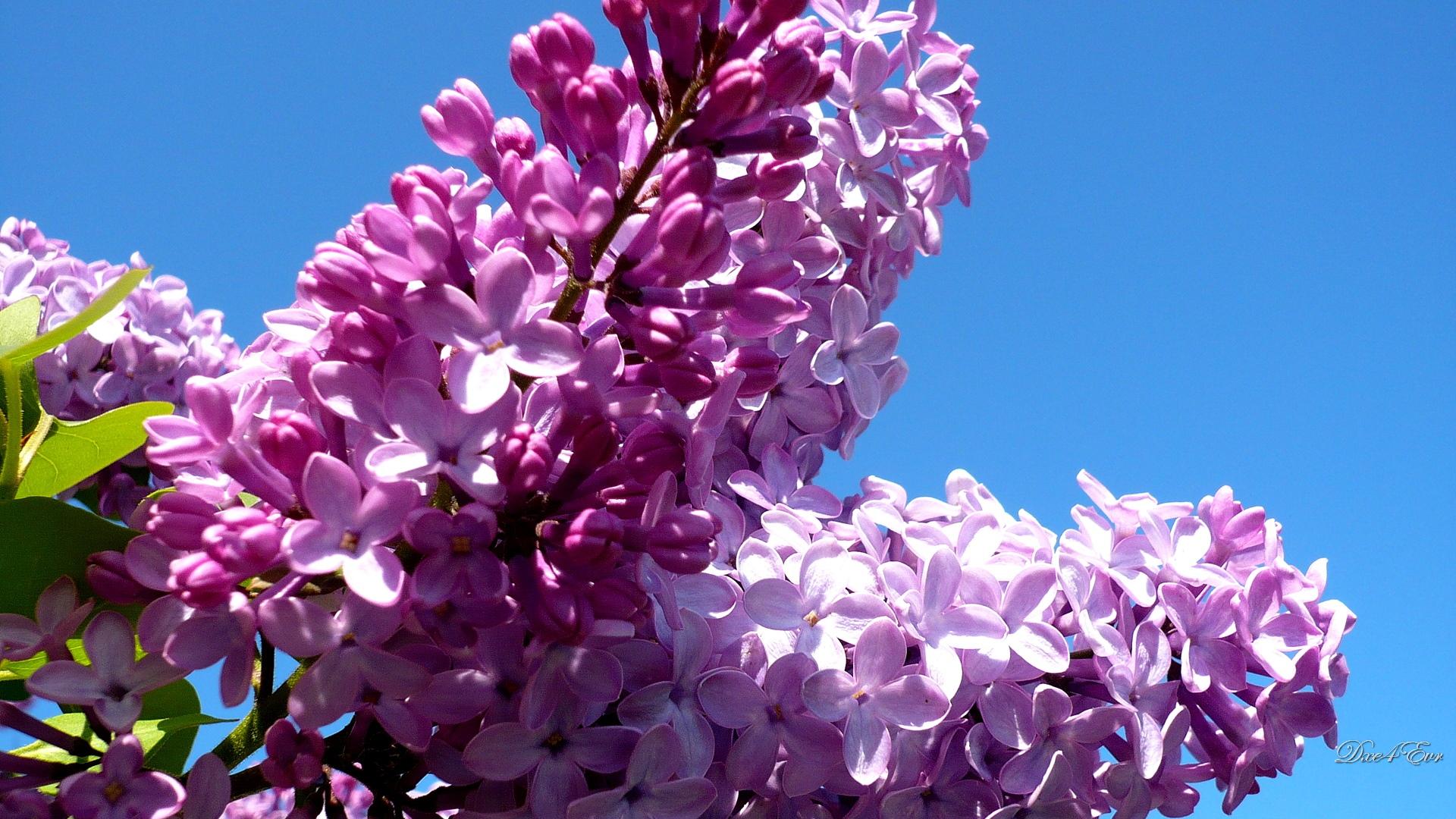 Purple Lilac On Blue Sky Hd Wallpaper Wallpaper List