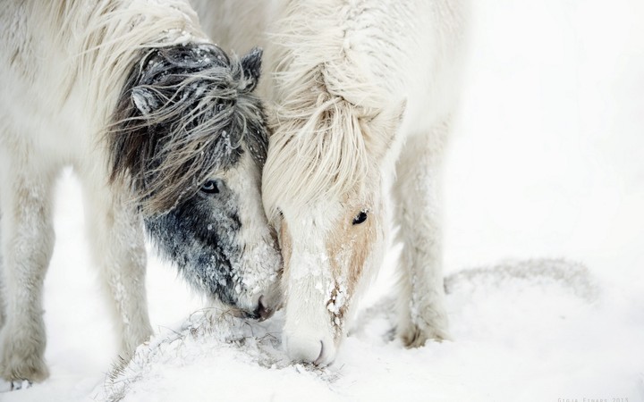 White And Black Horses Nuzzling Each Other In The Winter Wallpaper By