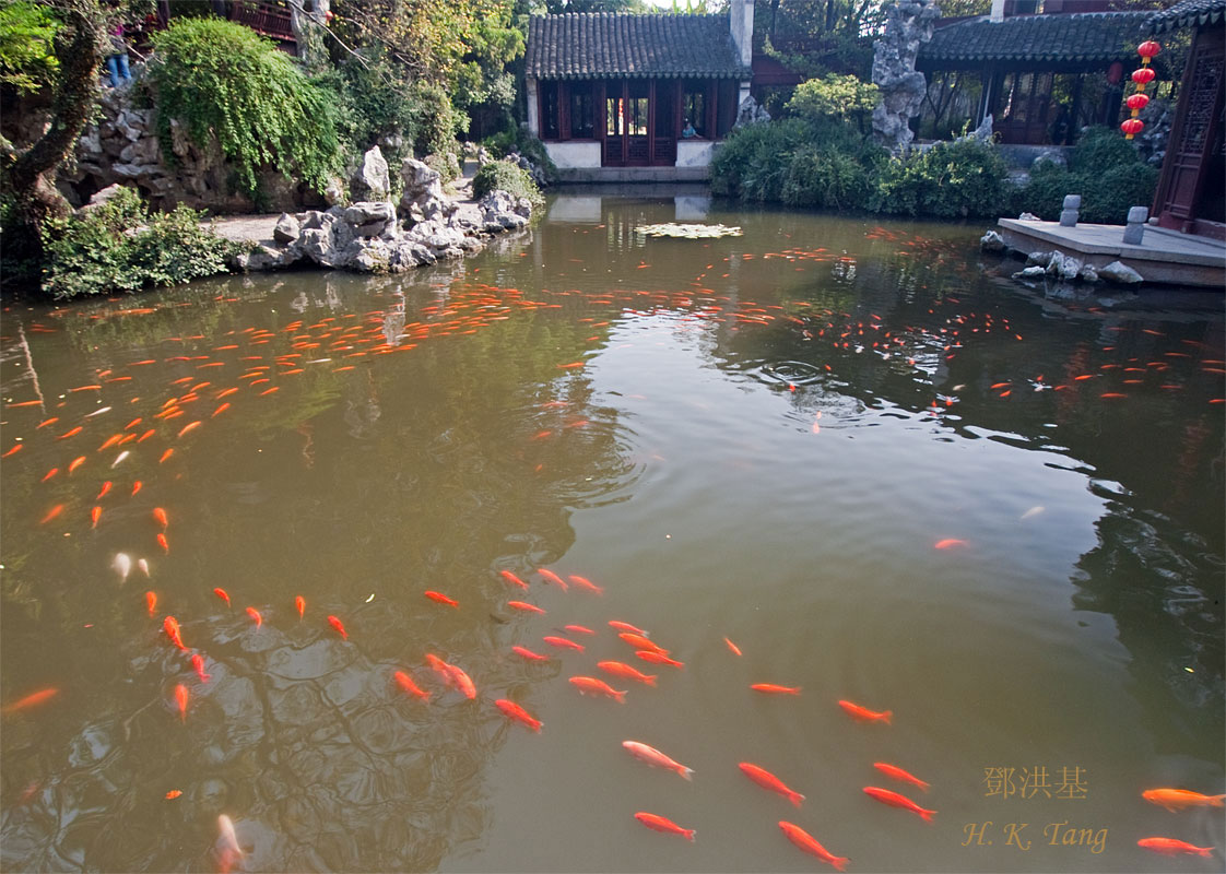 Group Of Koi Fish Swimming In Japanese Pound