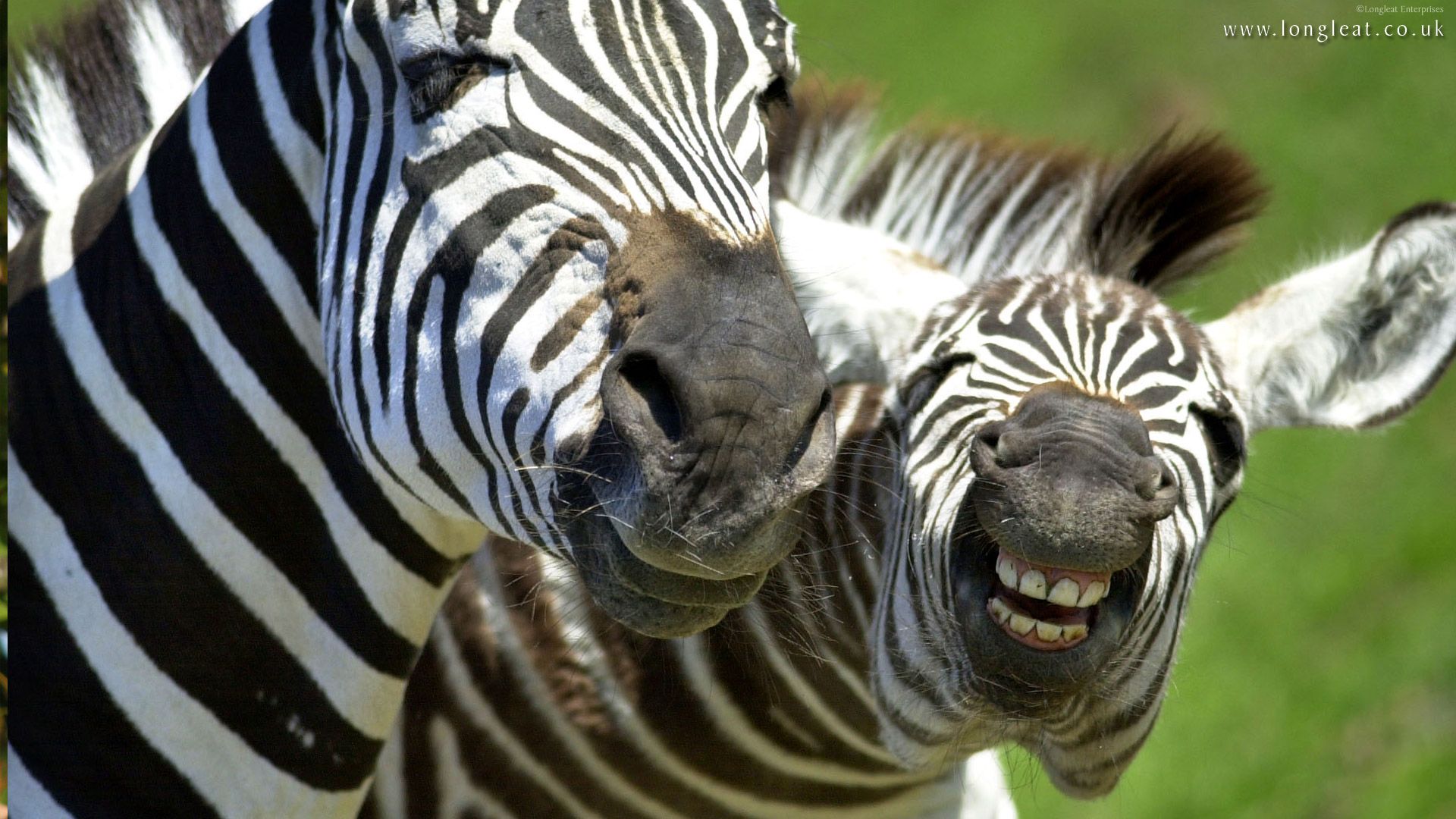 Wallpaper Animals Zebra