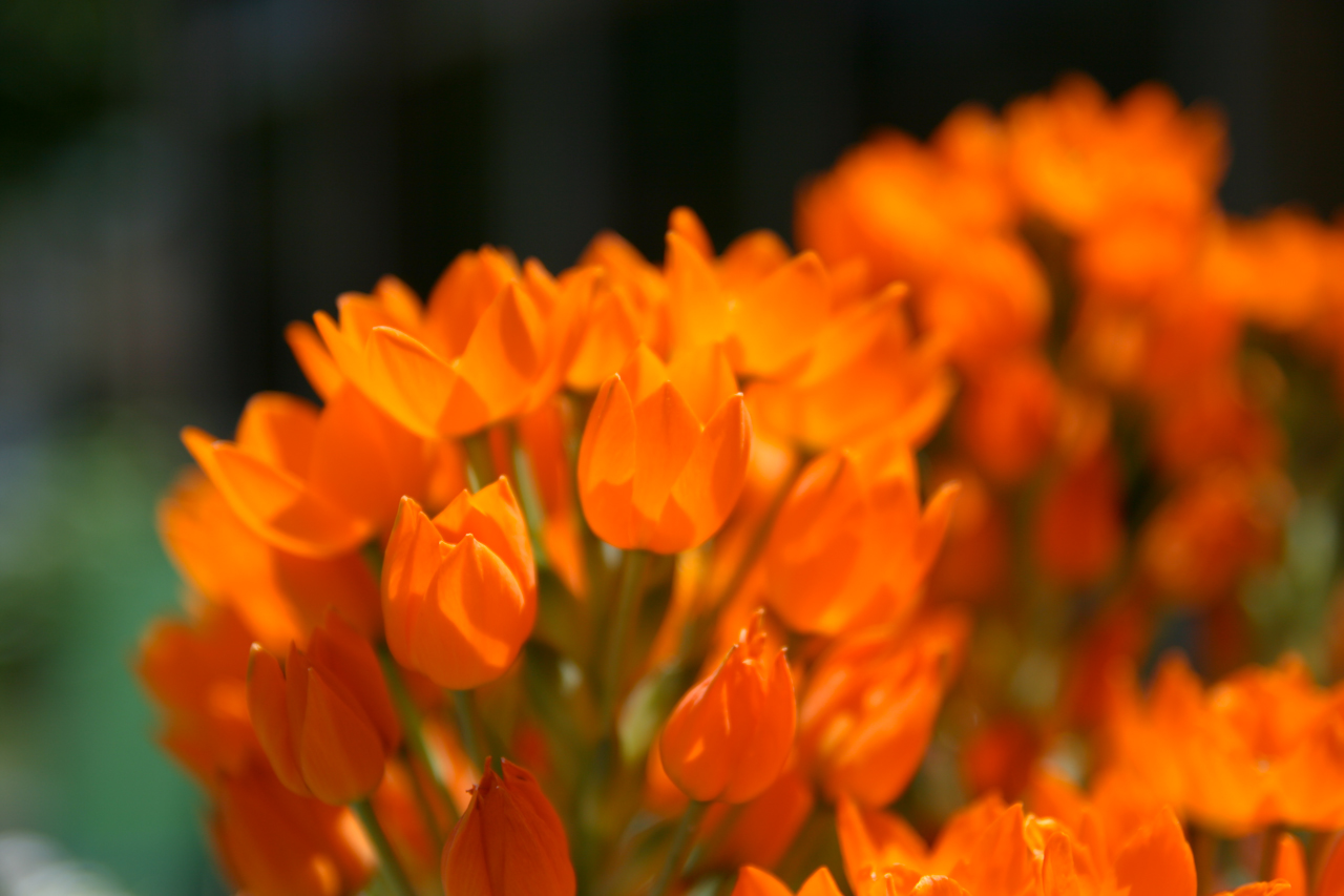 Flowers Wallpaper Orange