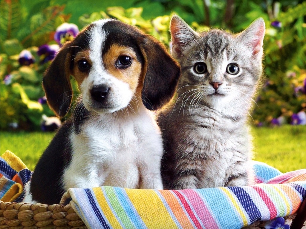 Really Cute Kittens And Puppies Image of Cute Puppy And Kitten Jpg