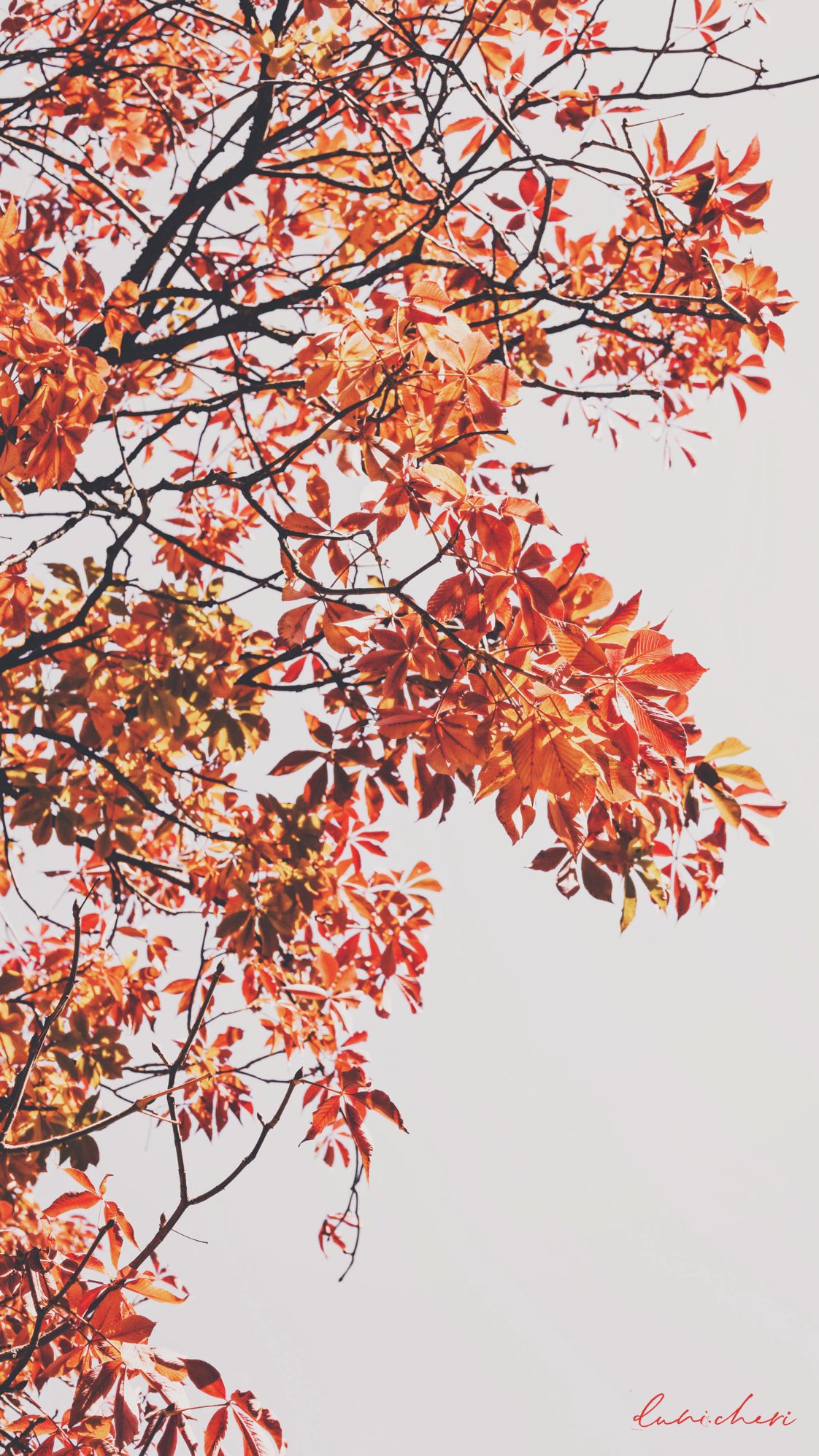 Autumn Wallpaper Desktop Mobile Seasonal