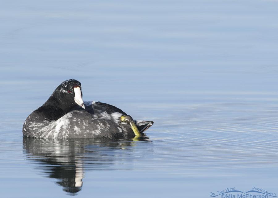 Leucistic American Coot Photos On The Wing Photography