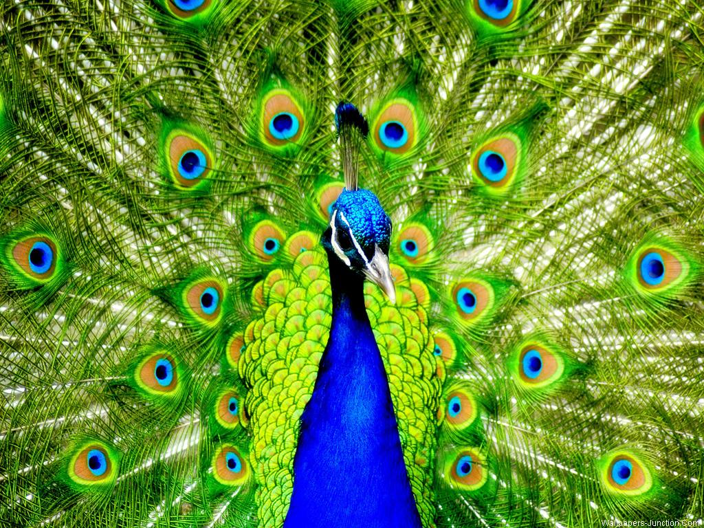 Peacock Wallpapers 1024x768