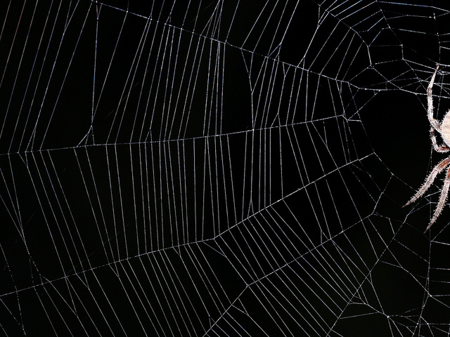 Spiderweb Background Iii I D Taken An Earlier Version