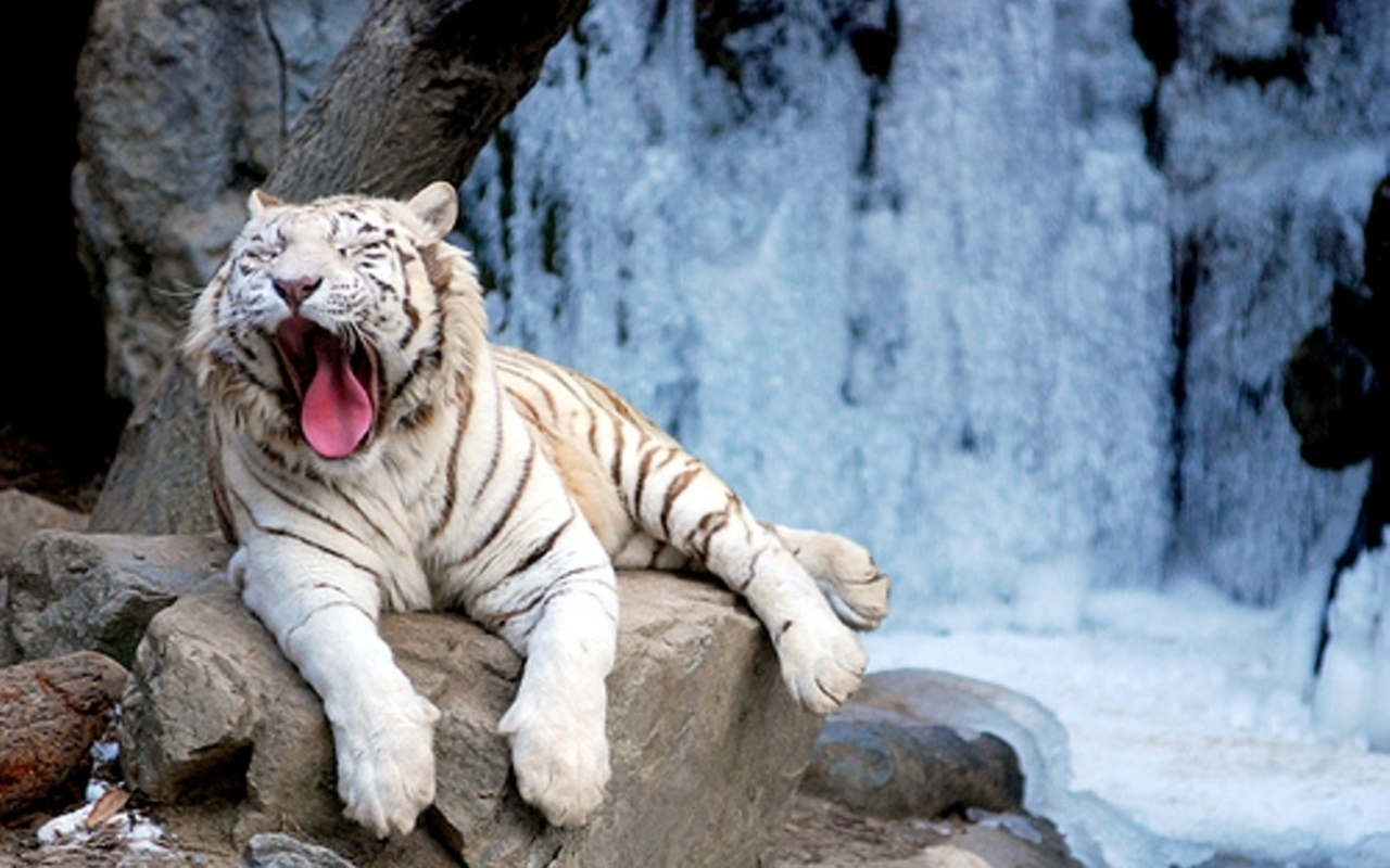 White Lions And Tigers Wallpaper Photo Of