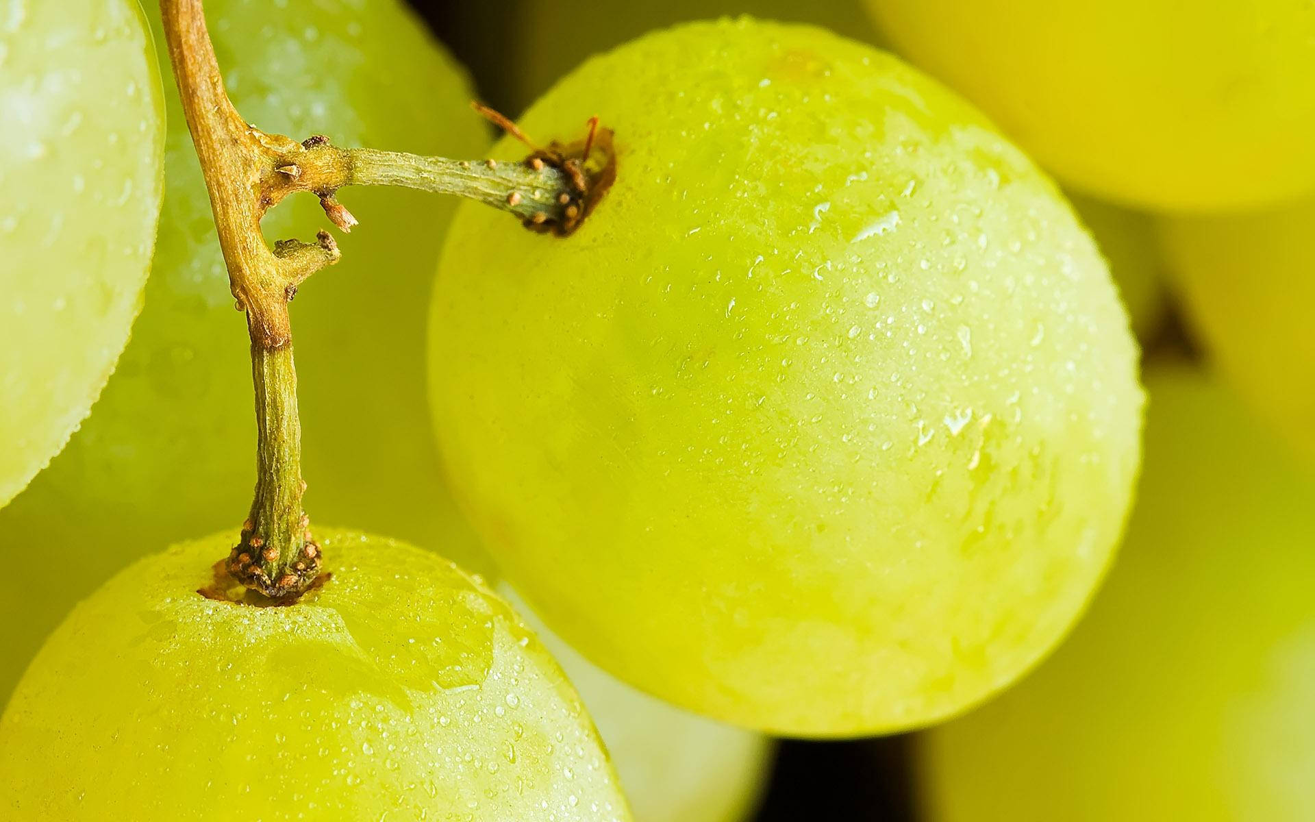 Grape Wallpaper
