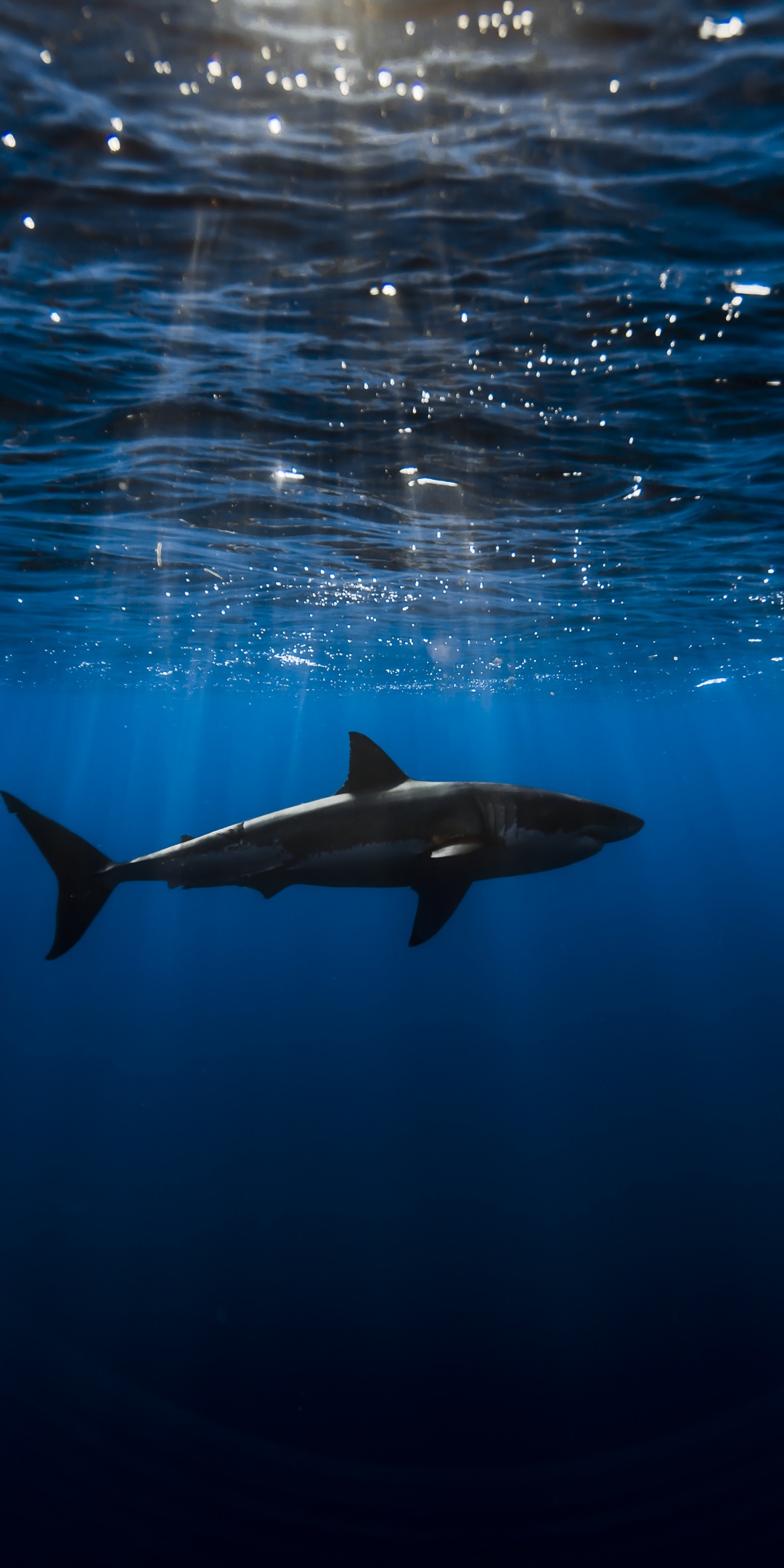 Shark Wallpaper Hd Iphone