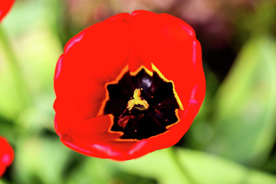 Flower Plant Beautiful Background Sophisticate Nice Nature