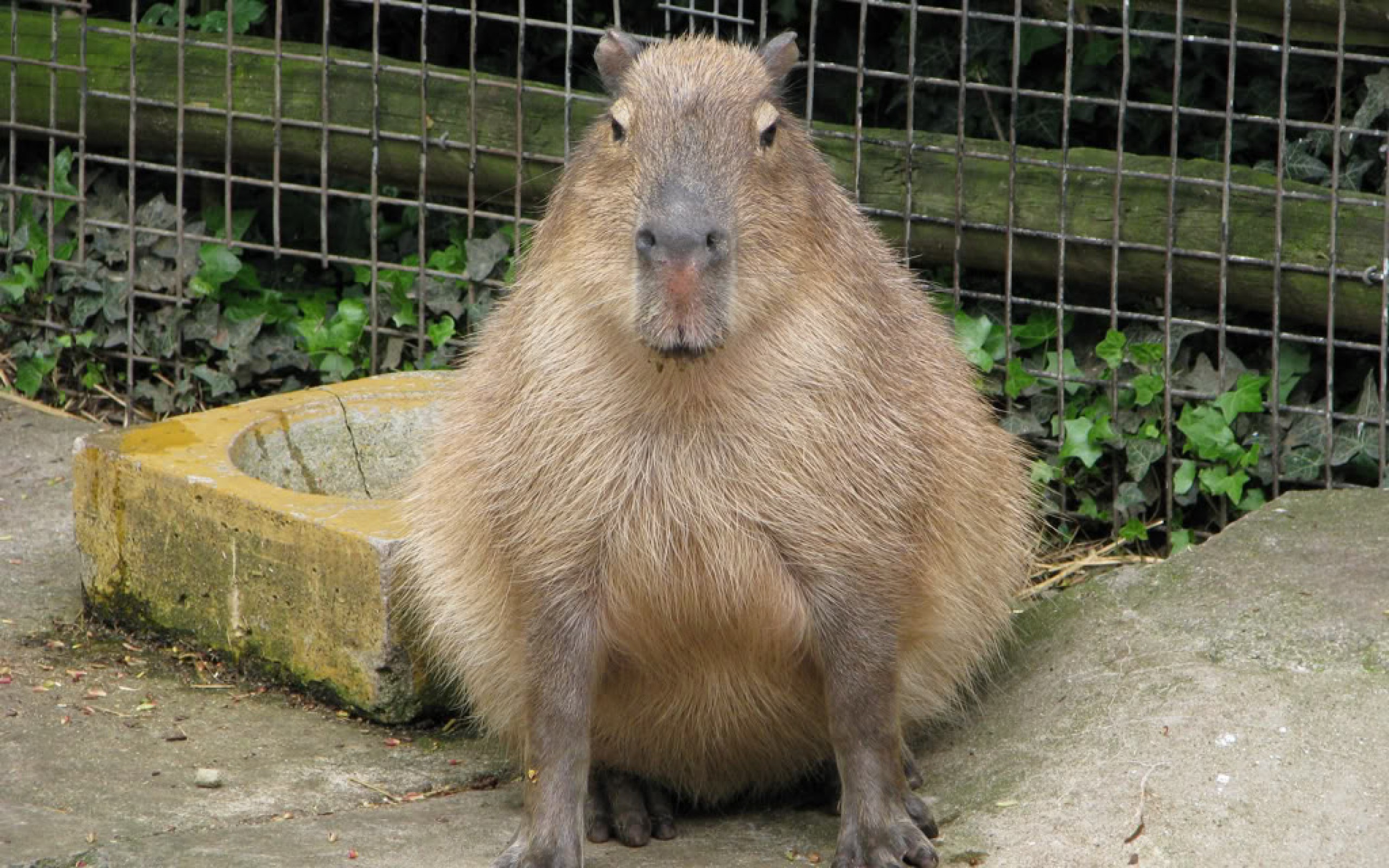 Capybara High Resolution Pictures G Sfdcy
