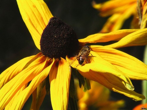 Free Sunflower Hive Screensaver Screensavers   Download Sunflower Hive