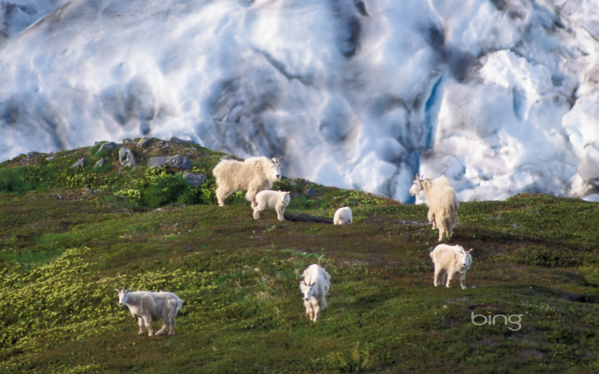 Mountain Goat Herd On A Hillside Near Exit Glacier Kenai Fjords