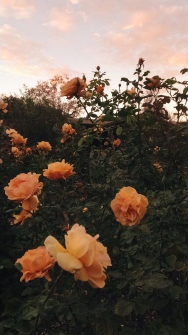Tumblr iphone orange rose wallpaper WALLPAPERS Iphone