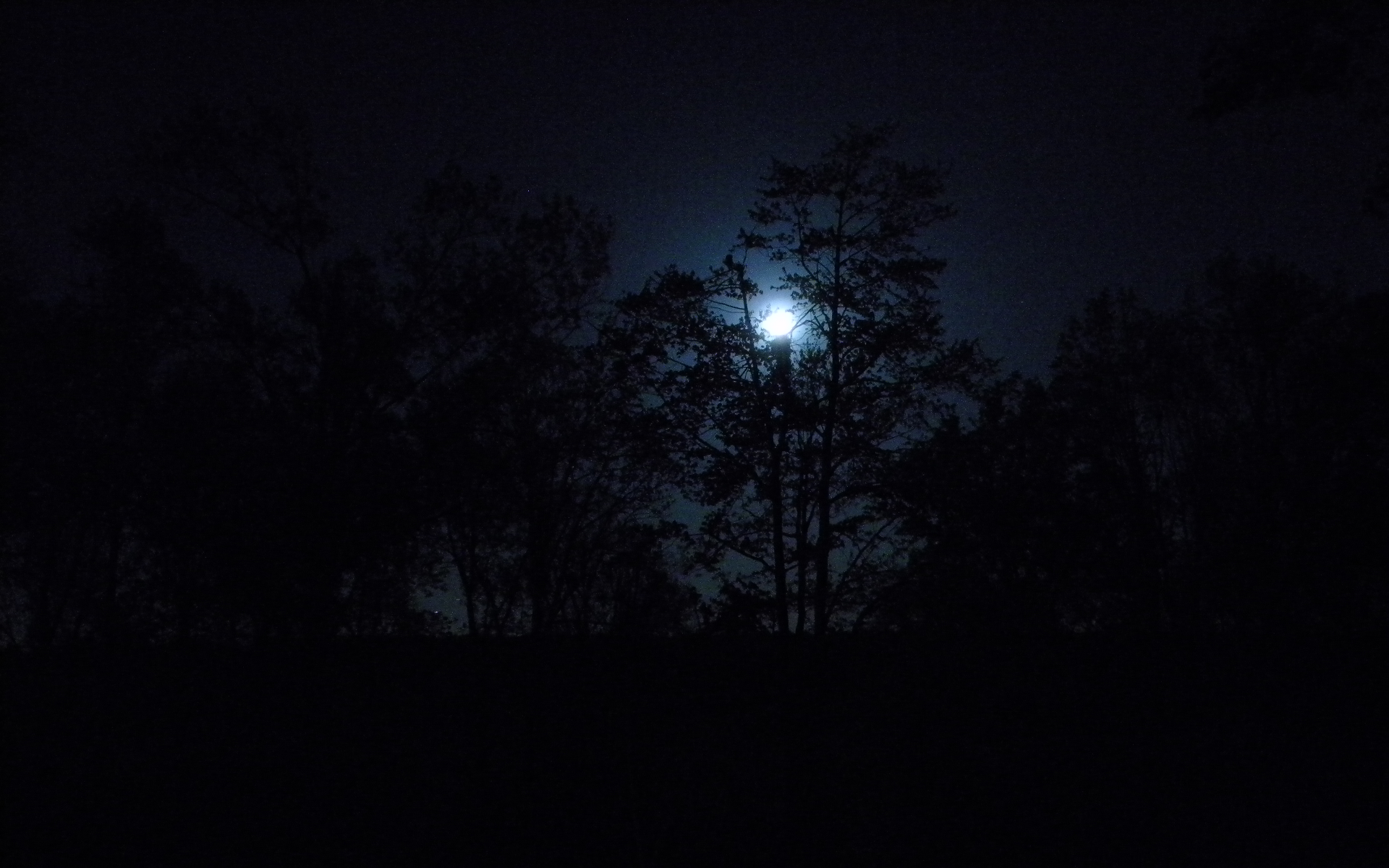 Dark Forests at Night Nature trees dark night forest moon