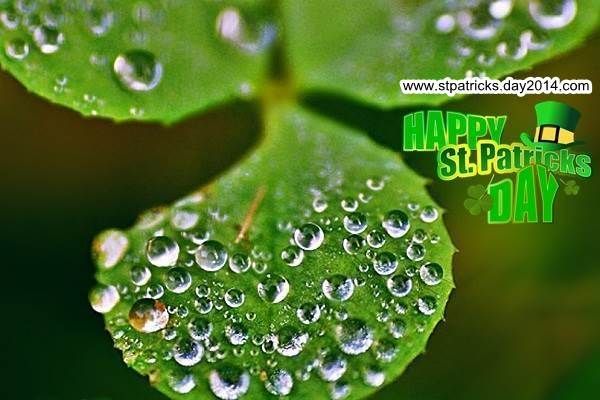 St Patrick S Day HD Wallpaper 3d Water Drops On Clover Leaf