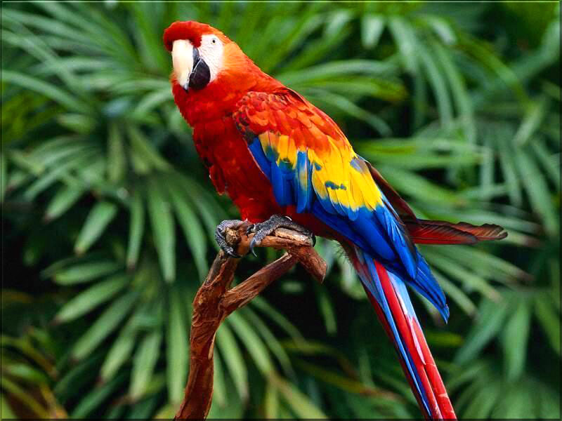Scarlet Macaw Wallpaper Backgrounds