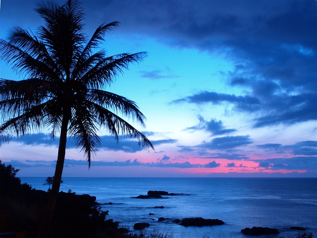 Ocean Sunset With Palm Trees HD Wallpaper Background Images