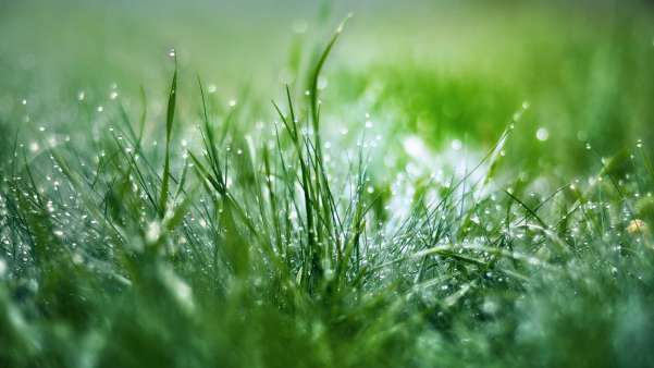 Grass Water Drops Wallpaper And Background