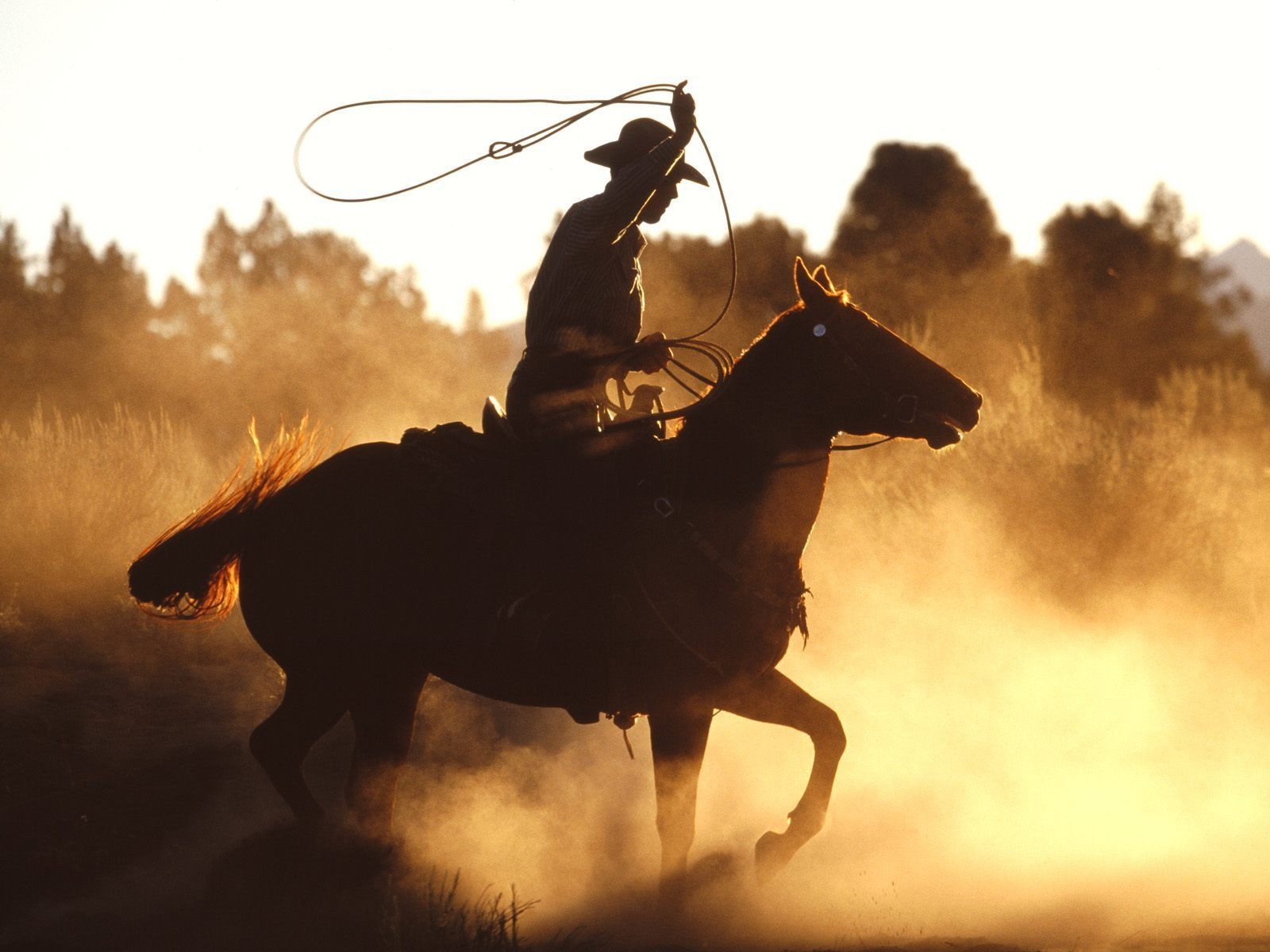 Wallpaper Silhouette Cowboy Rodeo Horse Hat Dust