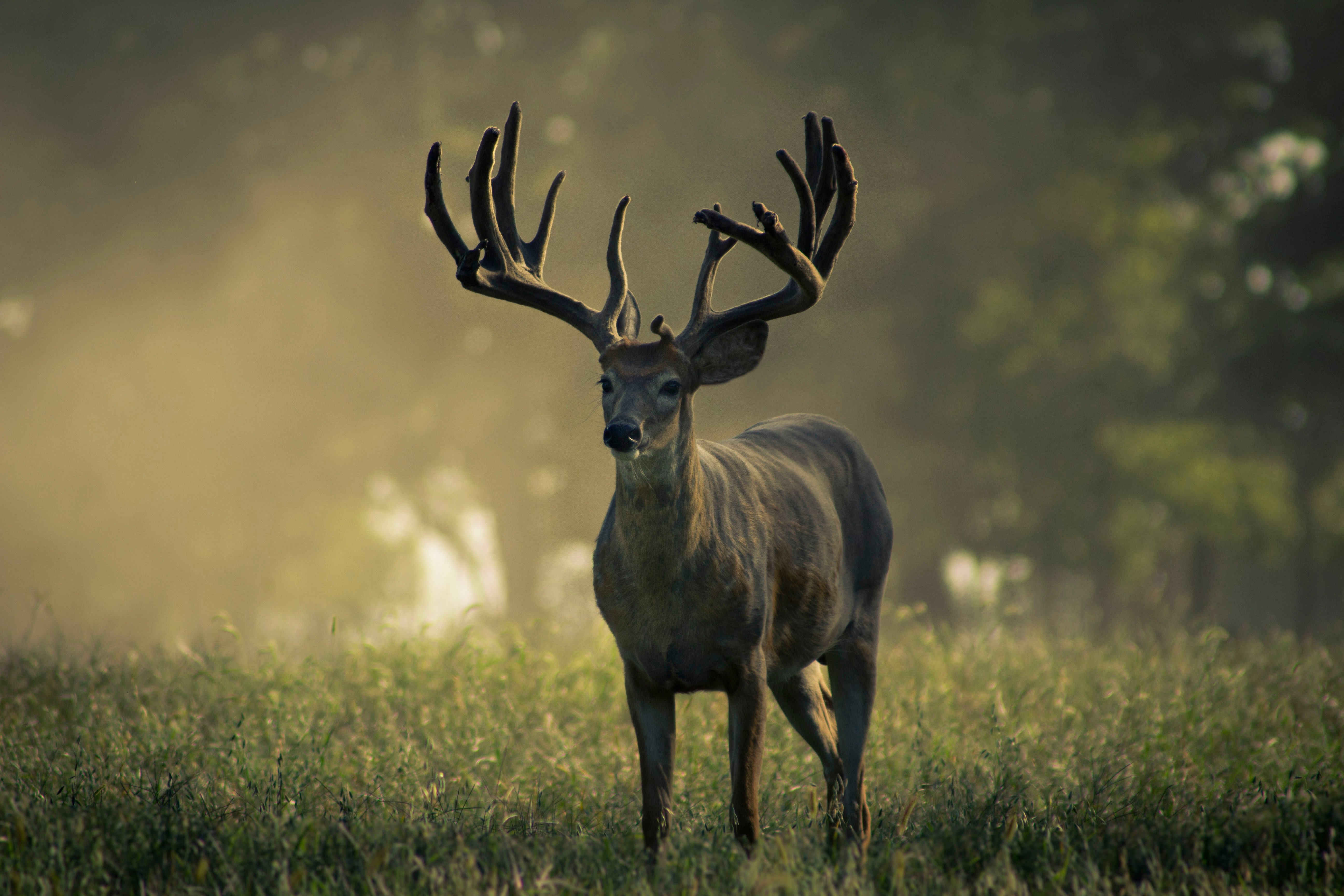 Monster Whitetail Deer Buck Wallpaper Our Breeders