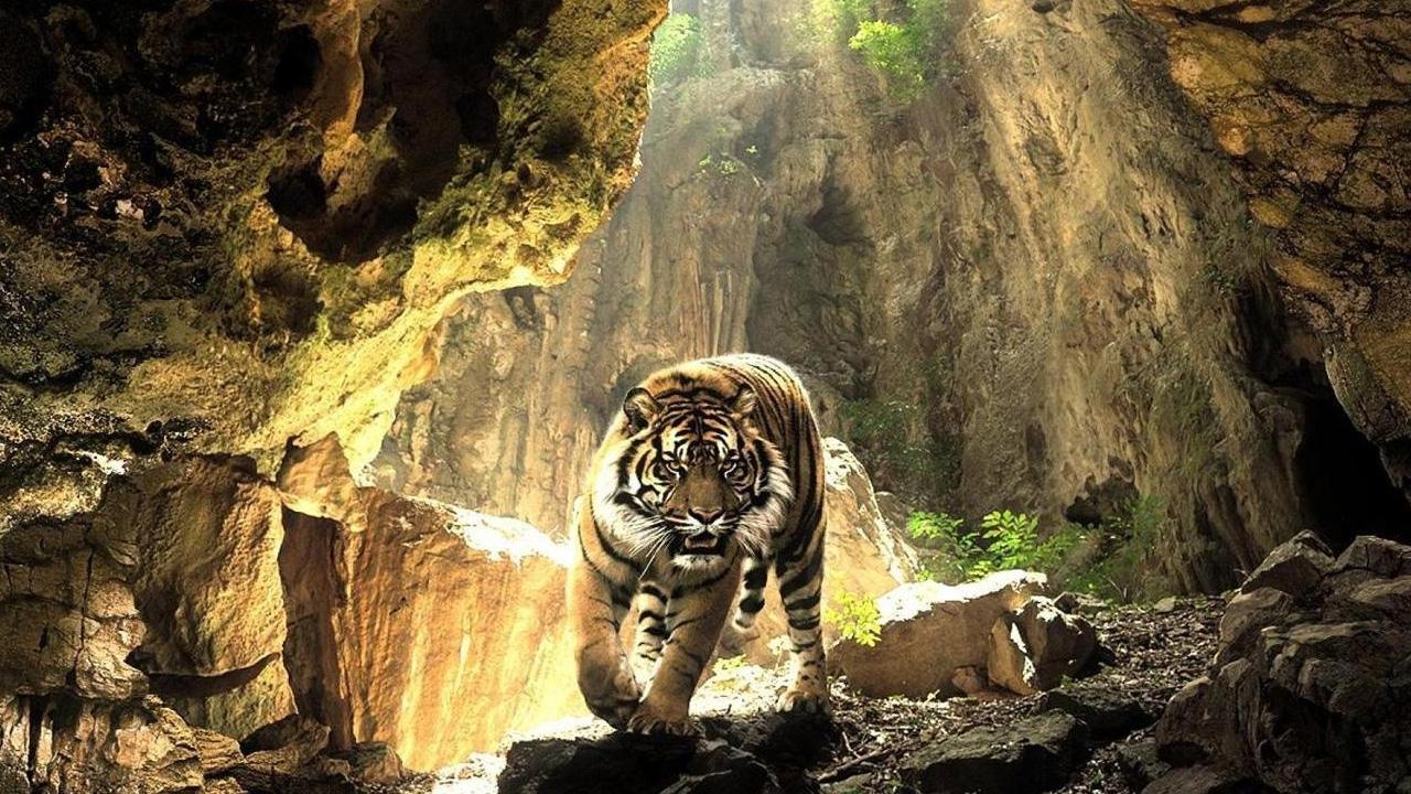 Tigers Live Wallpaper Android Apps And Tests Androidpit