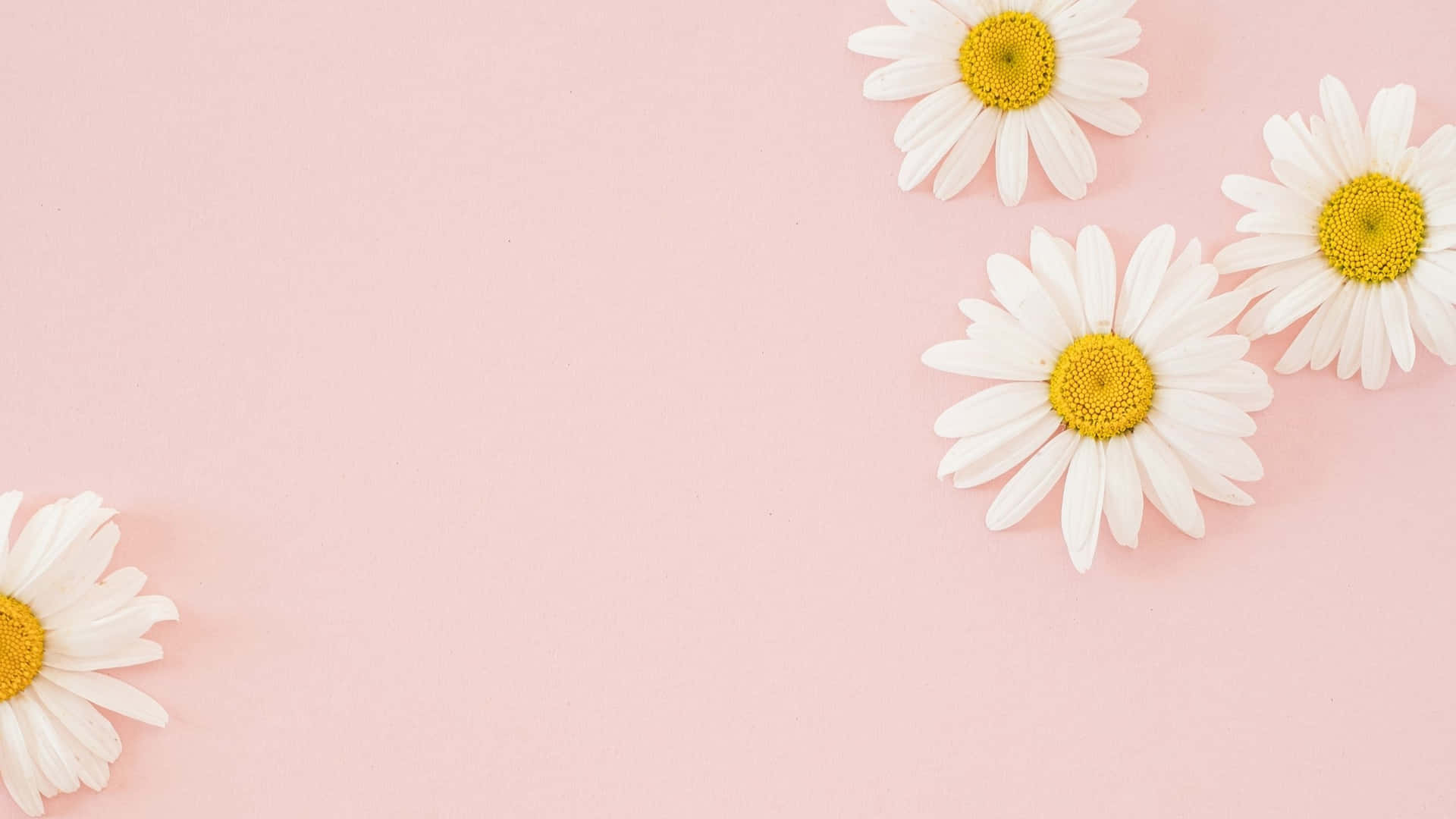 Daisy Aesthetic Wallpaper