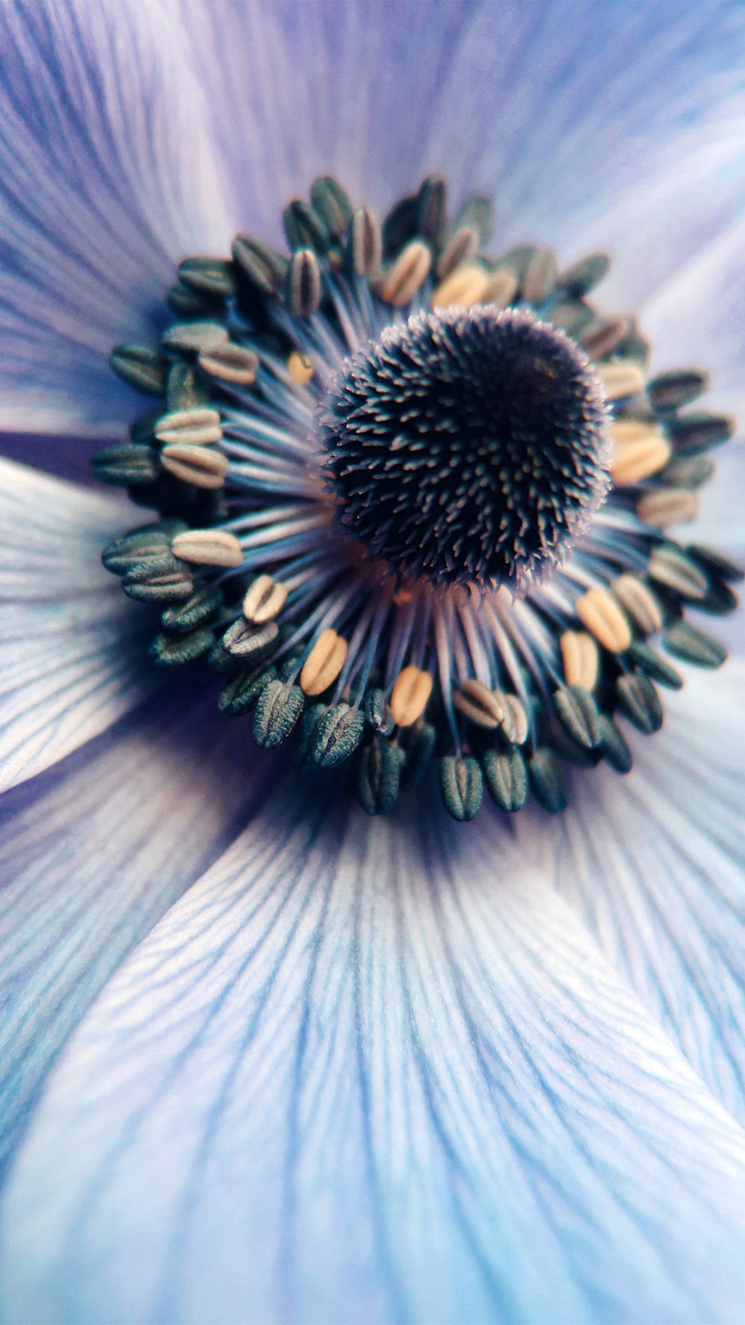 Flower HD Wallpaper