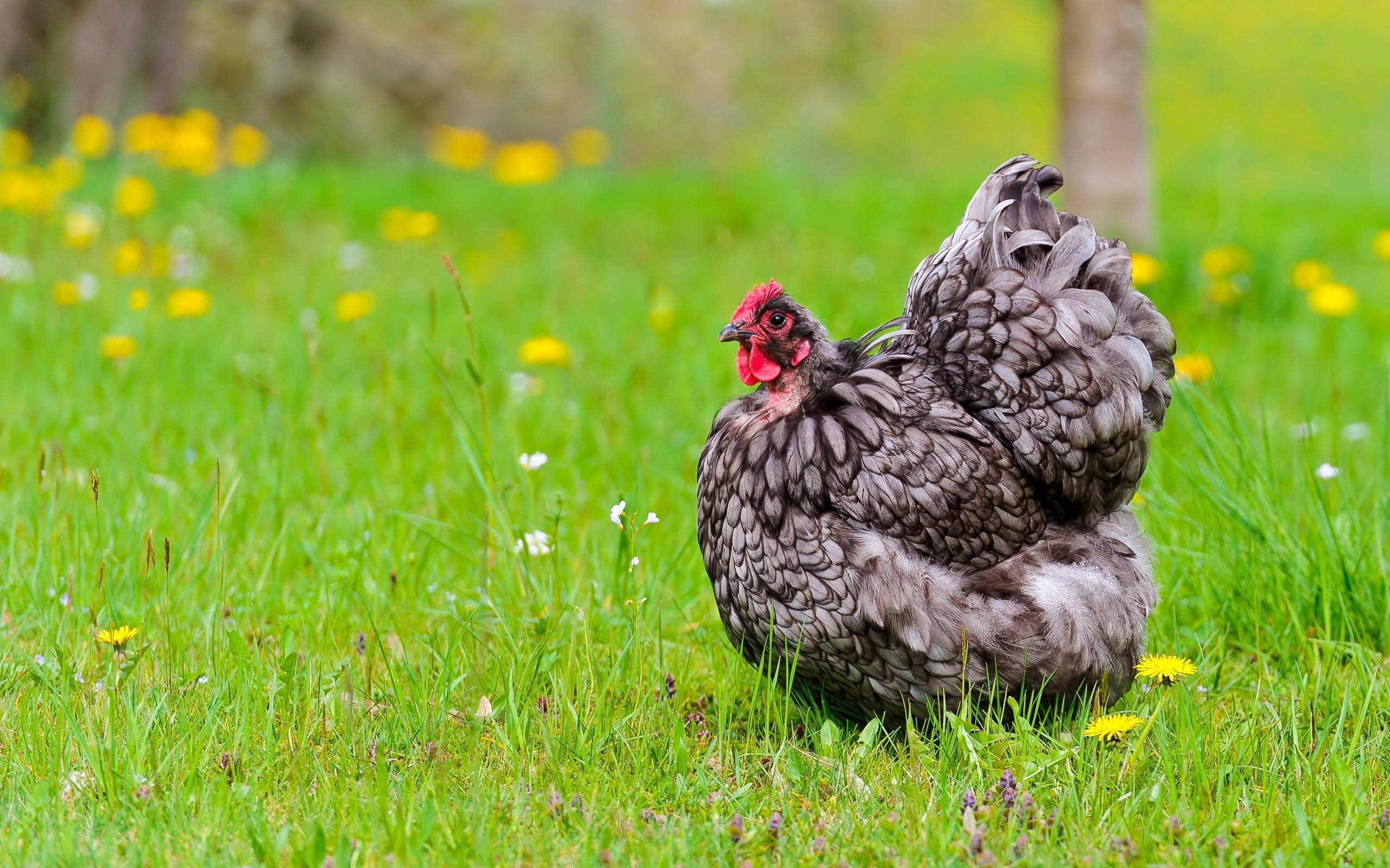 HD Chicken Background Wallpaper