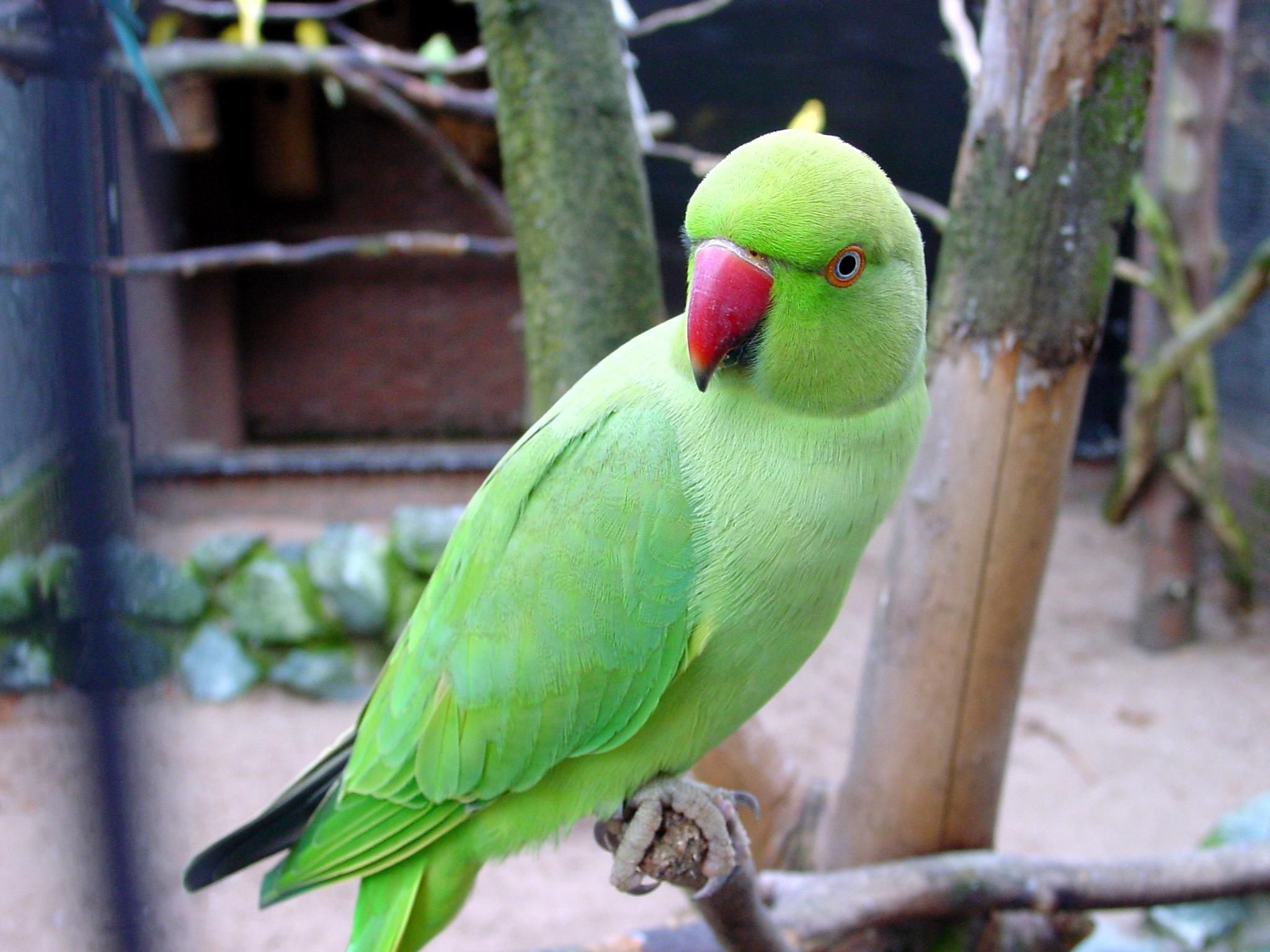 Green Parrots Wallpaper Feathers Parrot
