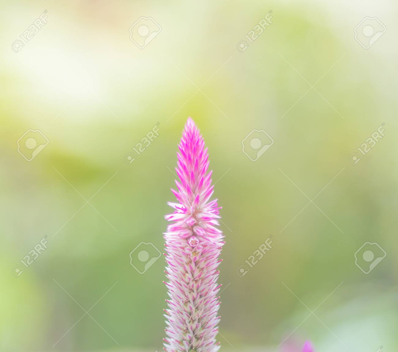 Celosia Argentea Purple And White Flower Beautiful Pink