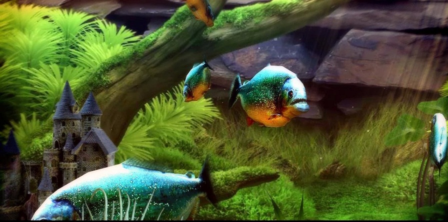 Living Aquarium Wallpaper: Piranha Fish Tank Screensaver Video in 4K