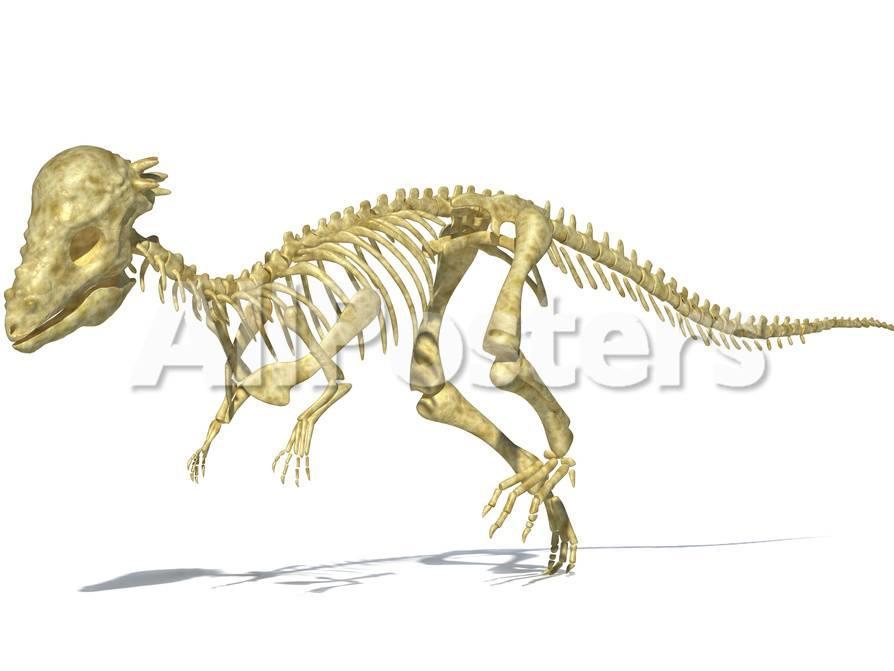 3d Rendering Of A Pachycephalosaurus Dinosaur Skeleton