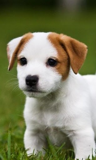 Bigger Jack Russell Terrier Wallpaper For Android Screenshot