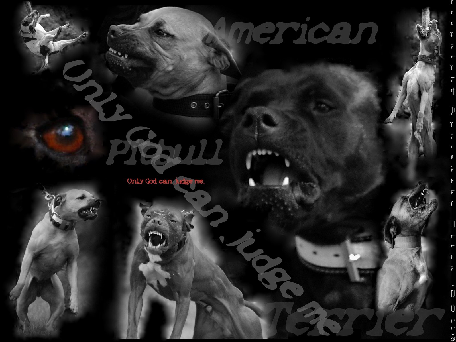 Pitbull Wallpaper HD Dog American